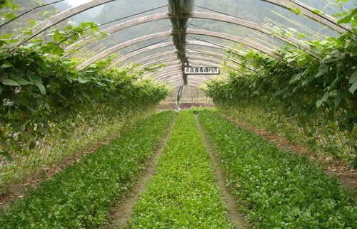供应产品 供应山东蔬菜温室建设 产品单价: