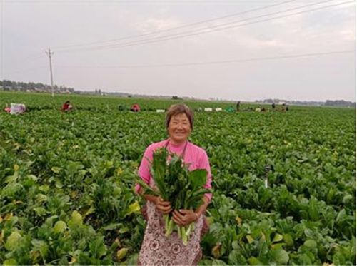 社旗县晋庄镇蔬菜种植基地忙增收致富有奔头