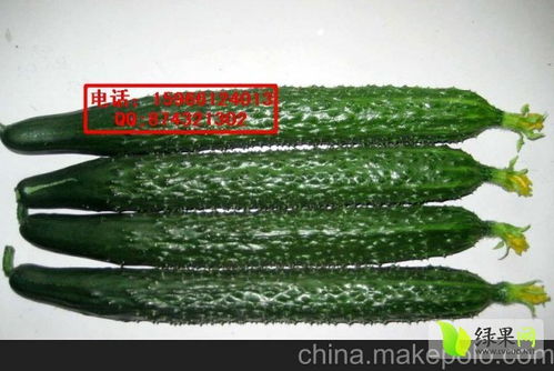 2021黄瓜种子价格行情走势 中国黄瓜种子网