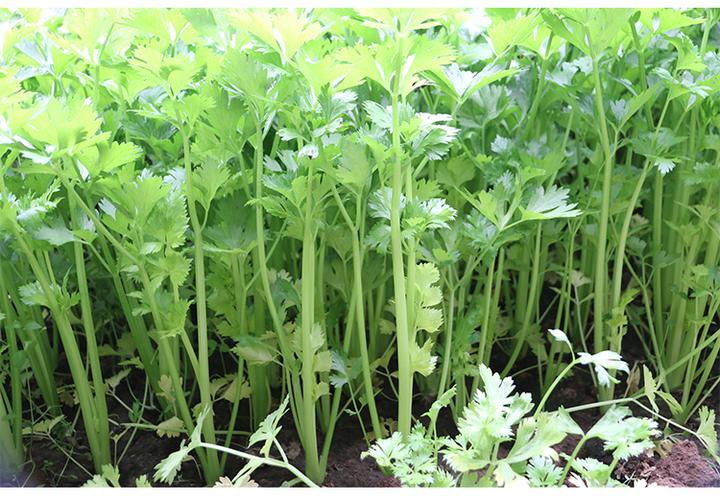 四季小香芹盆栽种植蔬菜种细叶芹菜种子